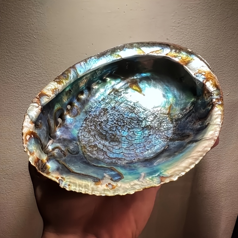 Abalone Shell Planters, Abalon – обзор и цена Outdoor Furniture Material