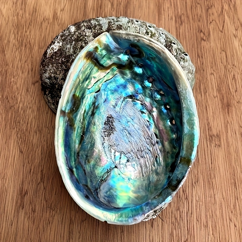 Abalone Shell Planters, Abalon – обзор и цена Outdoor Furniture Material